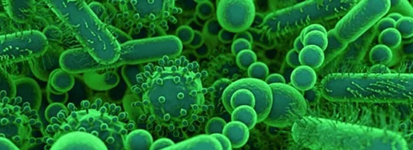 Czy frytki mają gluten? Uważaj na ukryte zagrożenia dla zdrowia