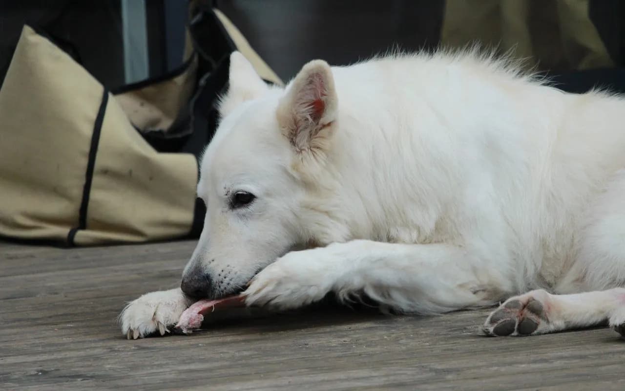 Czy pies może jeść wieprzowinę? Bezpieczne metody i korzyści zdrowotne